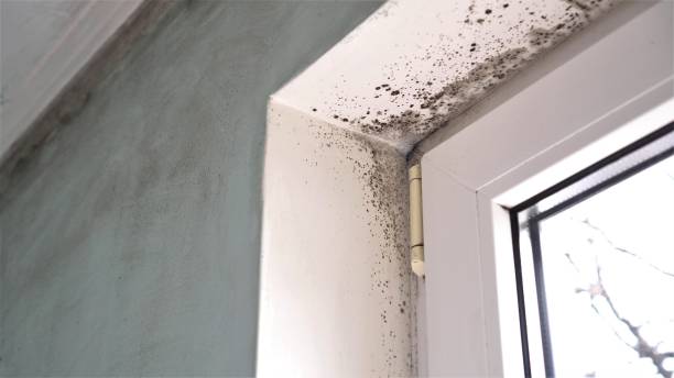 Best Mold Removal Company Near Me  in Fairfax, VA